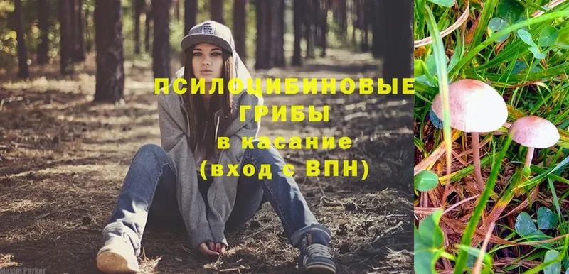 Псилоцибиновые грибы мухоморы  Курганинск 